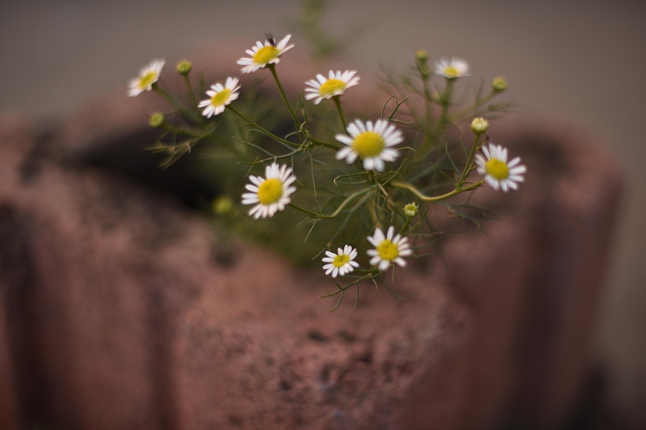 Little Flower Roadside Wildflowers Free photo on Pixabay