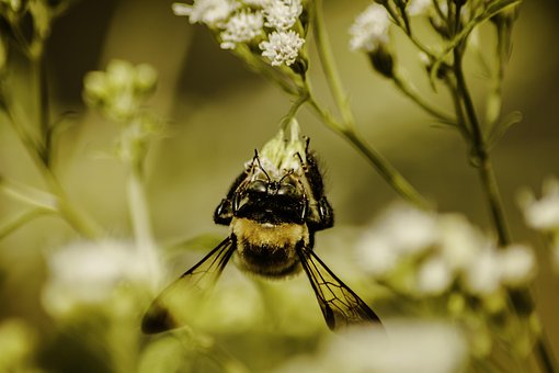 Free Bee Inset photo and picture