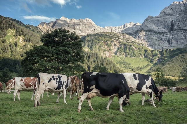 Alpy, Panoráma, Karwendel, Krávy