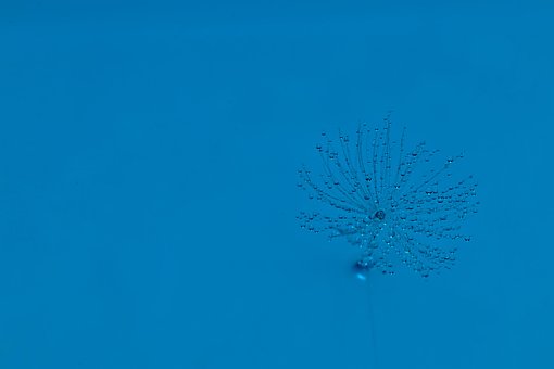 Free Dandelion Water photo and picture