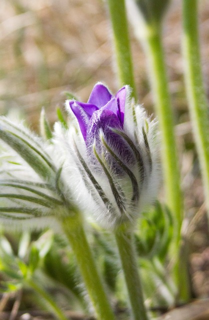 Spring Bourgeon Printemps Anémone Bourgeon - Photo gratuite sur Pixabay - Pixabay
