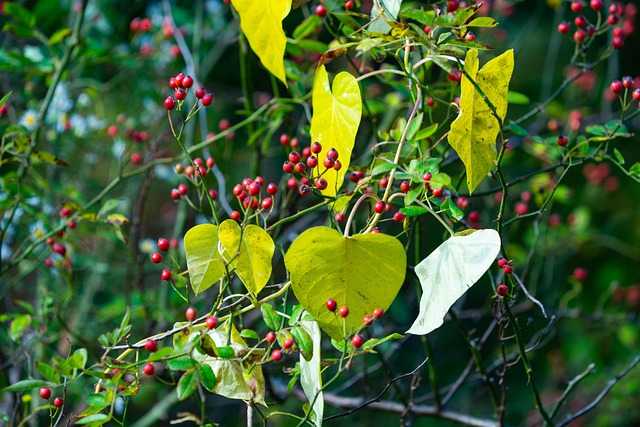 Free Fruit Autumn photo and picture