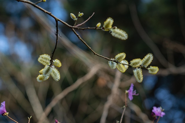 Free Spring Beautiful Flowers photo and picture