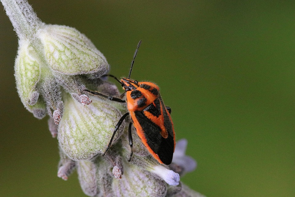 Lavender Beetle Insect Free photo on Pixabay Pixabay