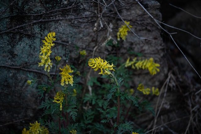 Free Wildflower Spring photo and picture