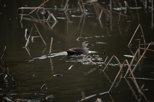 Free Animal Spring photo and picture