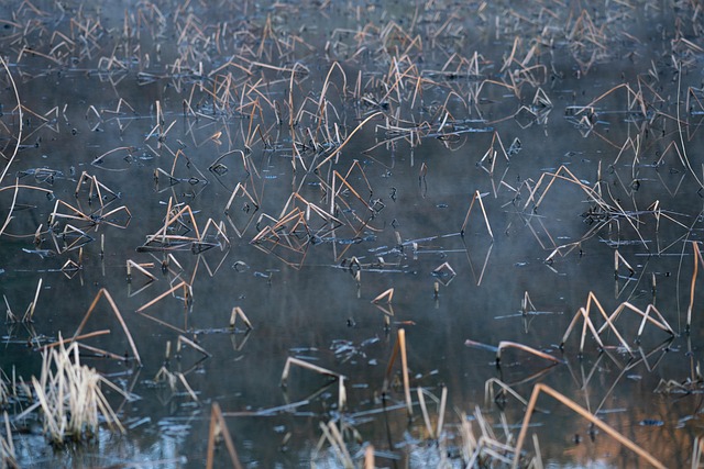 Free Spring Mist photo and picture