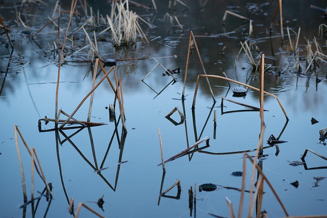 Free Reed Lake photo and picture