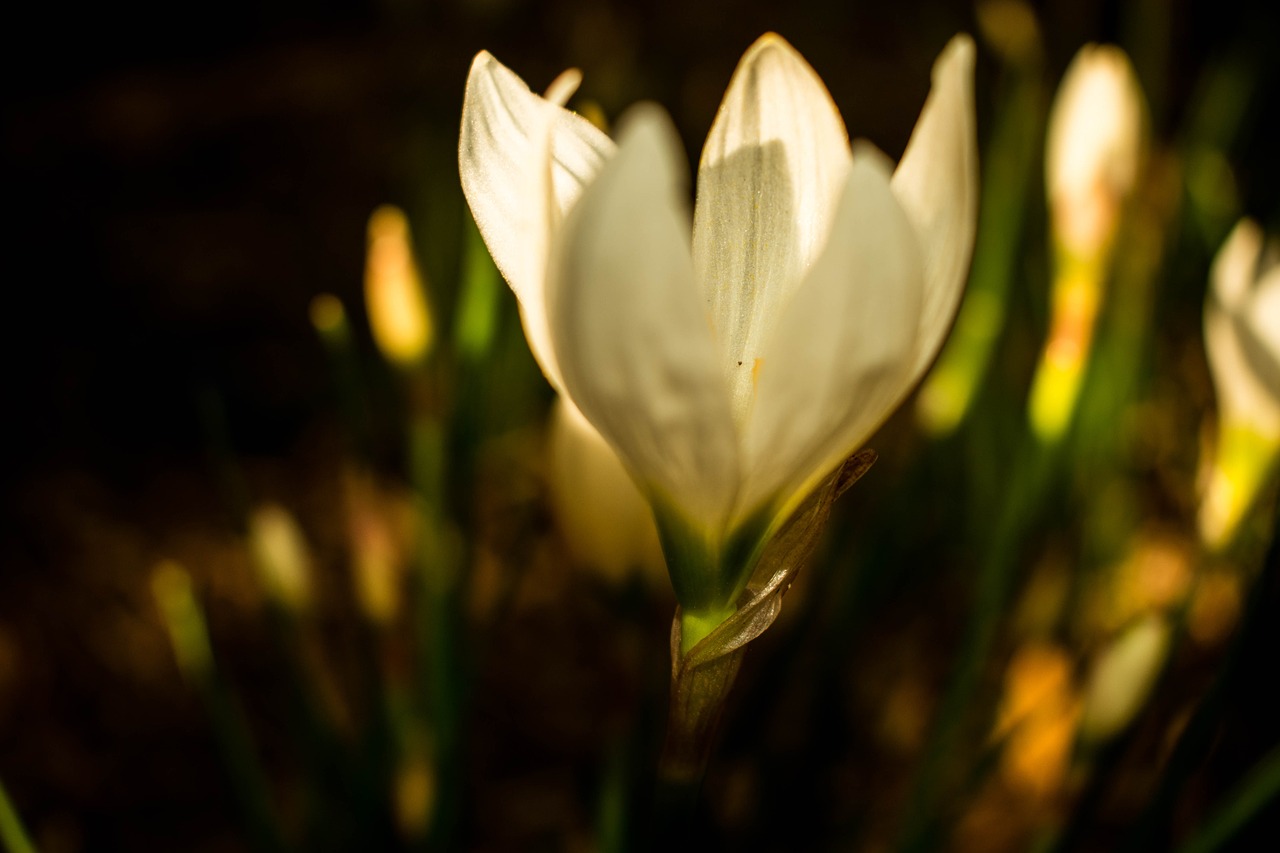 Dusk Flower Plant Free photo on Pixabay Pixabay