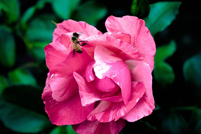 Free Flower Beautiful Flowers photo and picture