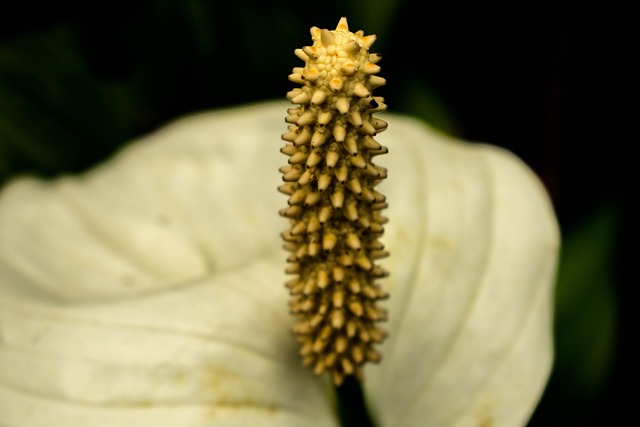 Free Plant Flower Background photo and picture
