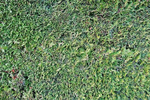 Free Hedge Texture photo and picture