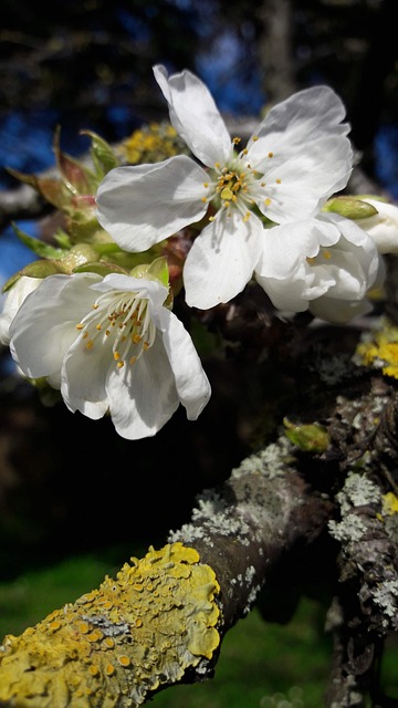 花 チェリー 春 - Pixabayの無料写真 - Pixabay