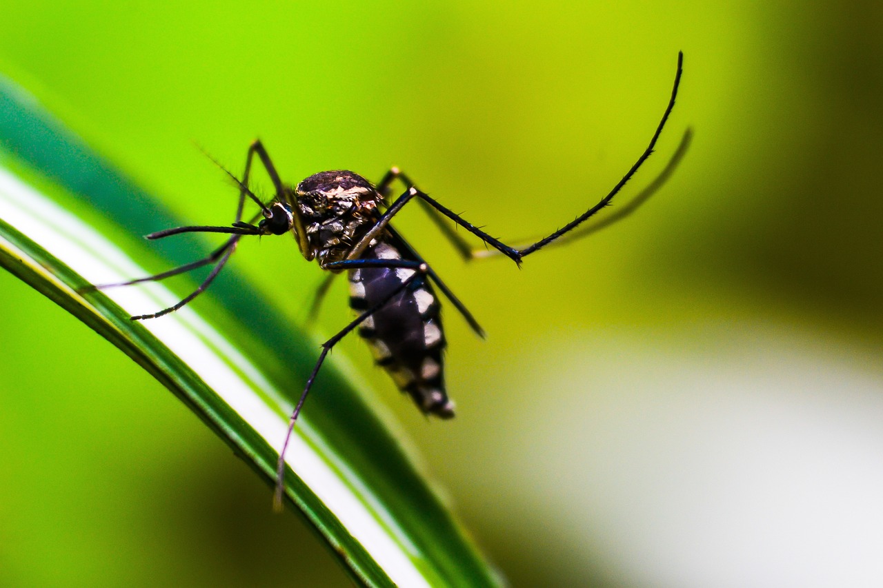 Plus De 600 Images De Moustique Et De Insecte Pixabay Plus De 600 Images De Moustique Et De Insecte Pixabay