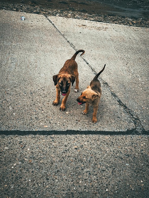 Free Nature Pet photo and picture