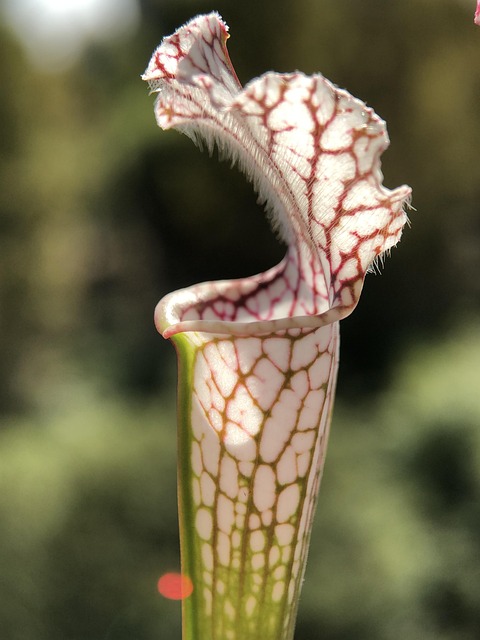Free Carnivorous Plants Garden photo and picture