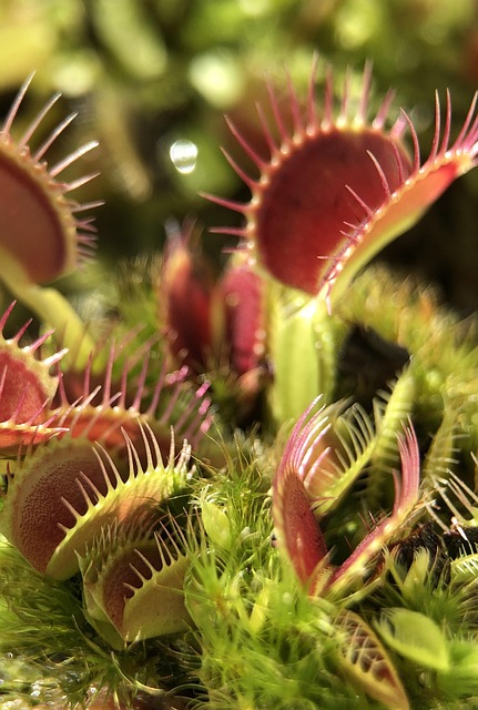 Free Flytrap Nature photo and picture
