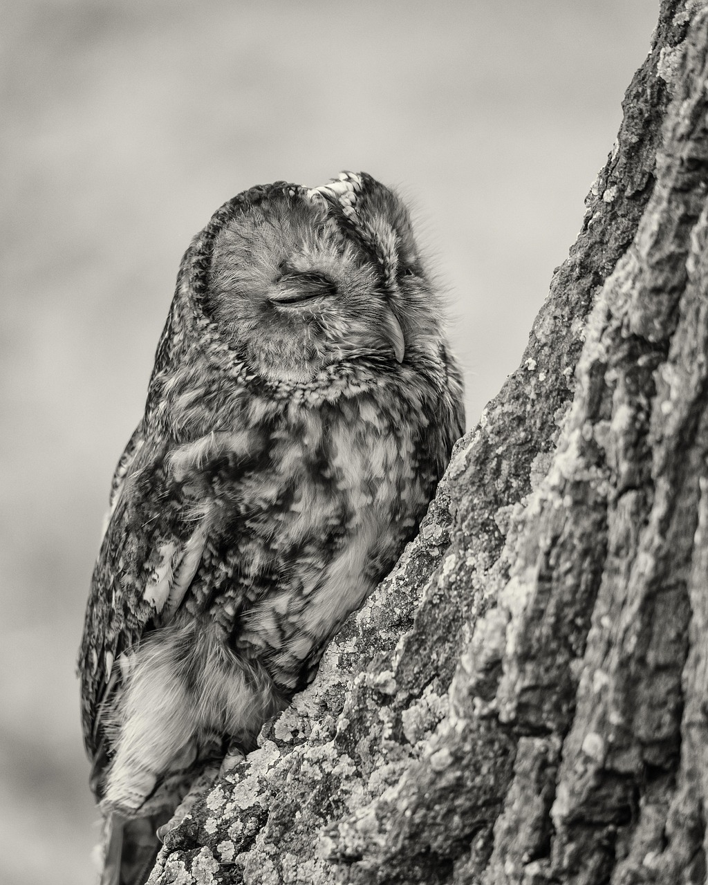 1,300,000+ Free 灰色自然 & Nature Images - Pixabay 