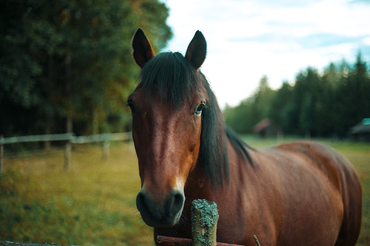 Horse - free online jigsaw puzzle photo