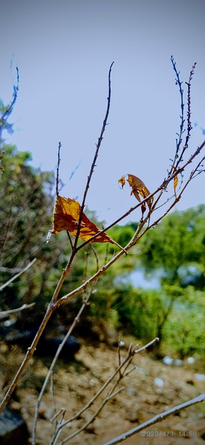 Baum, Natur, Himmel, Grün, Erstaunliche