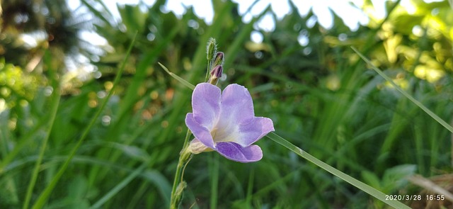 Blumen, Liebe Die Natur, Hari
