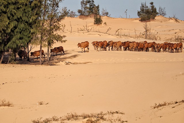 Vietnã, Bovino, Agricultura, Areia