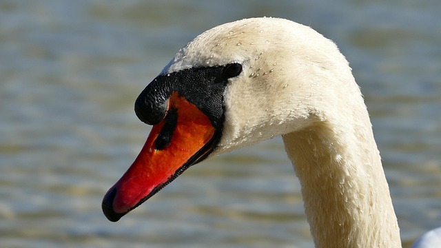 Free Animal Swan photo and picture