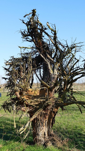Free Spring Tree photo and picture