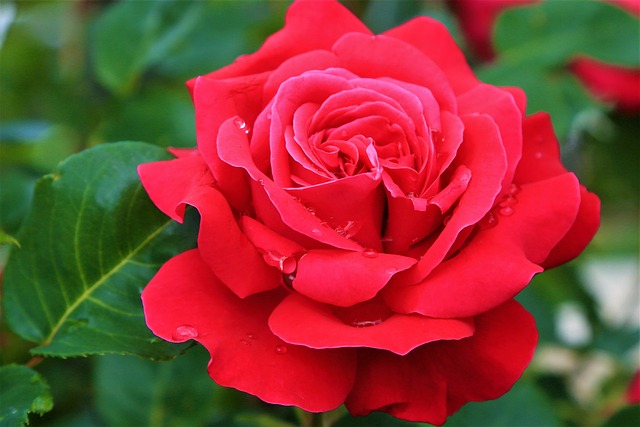 Free Roses Spring photo and picture