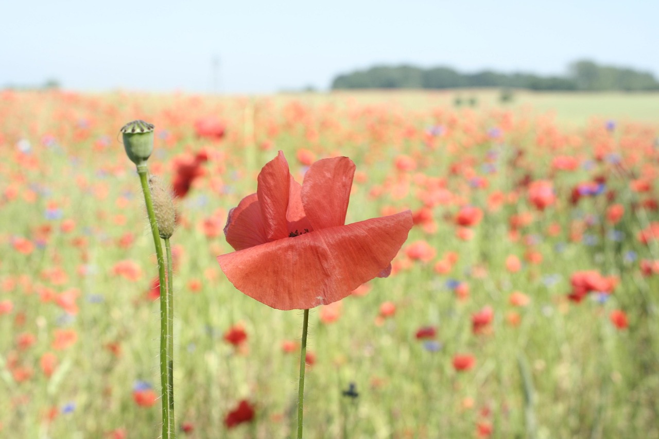 Mohn Feld Wiese - Kostenloses Foto auf Pixabay - Pixabay