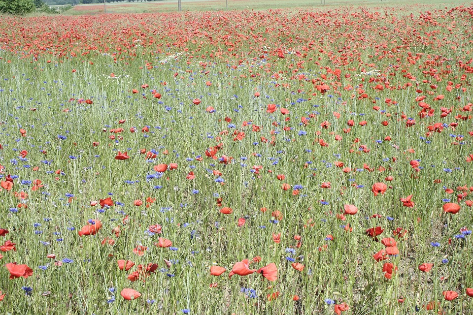 Mohn Feld Wiese - Kostenloses Foto auf Pixabay - Pixabay