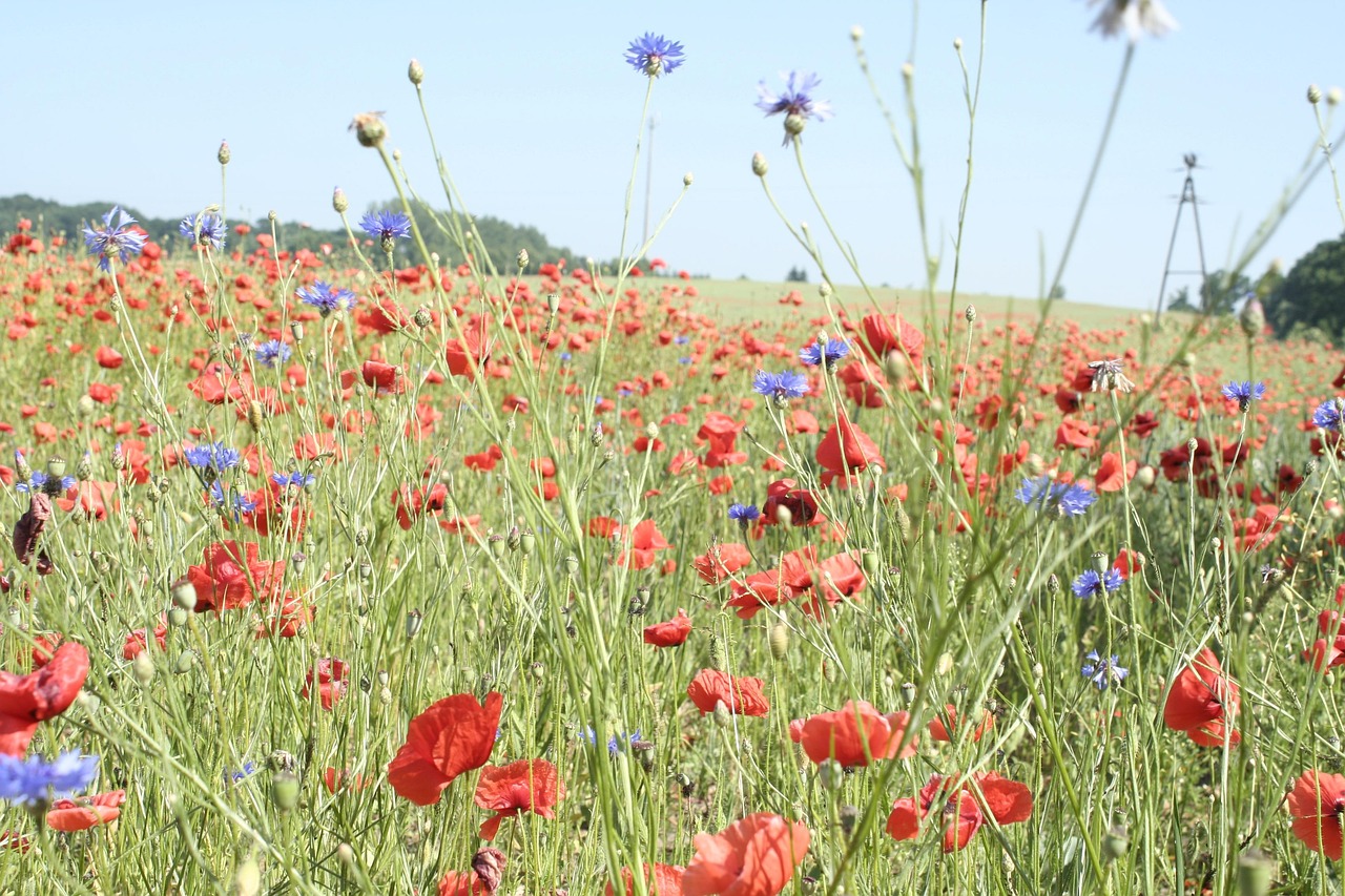 Mohn Feld Wiese - Kostenloses Foto auf Pixabay - Pixabay