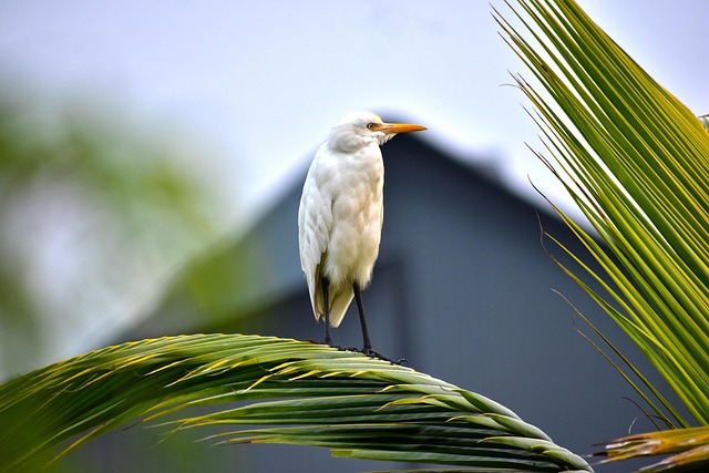 Kran, Vogel, Natur