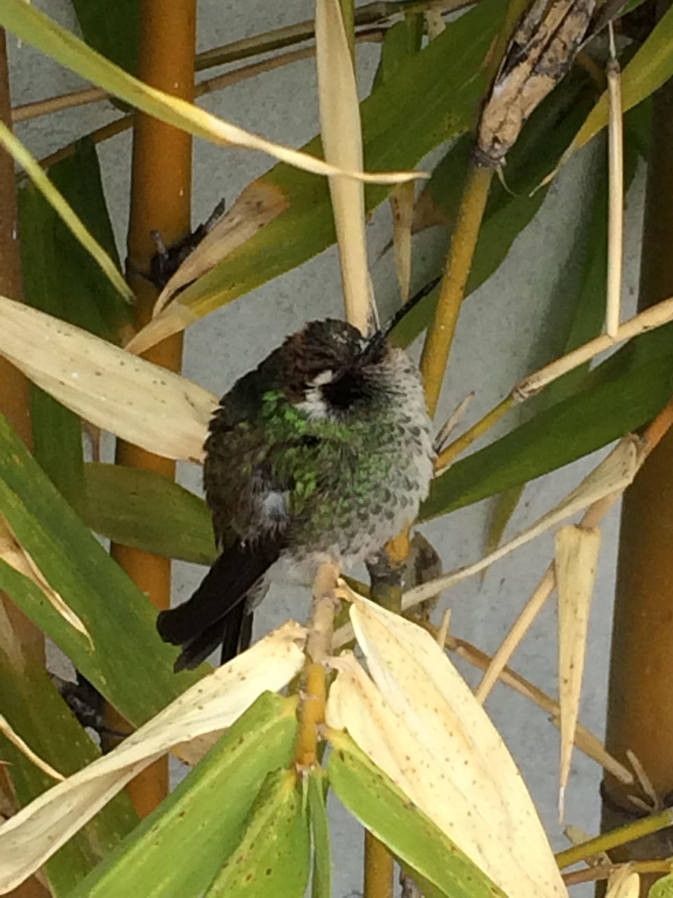 Hummingbird - Free photo on Pixabay - Pixabay