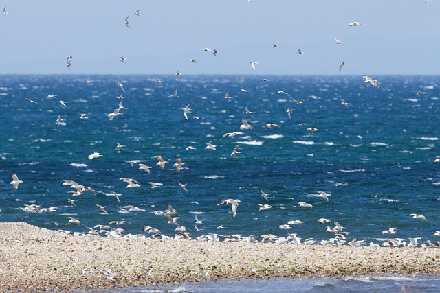 Free Ocean Birds photo and picture