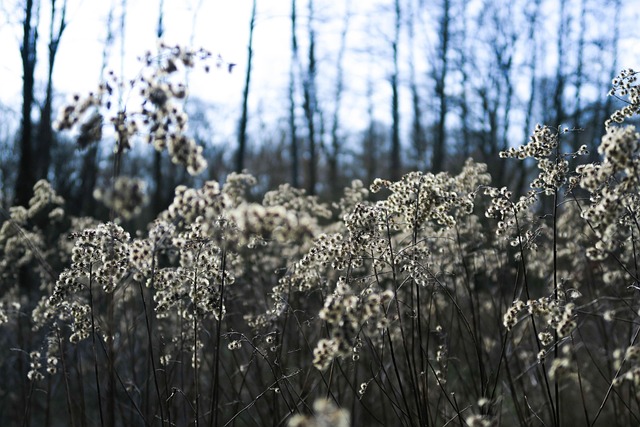 Free Forest White Flowers photo and picture