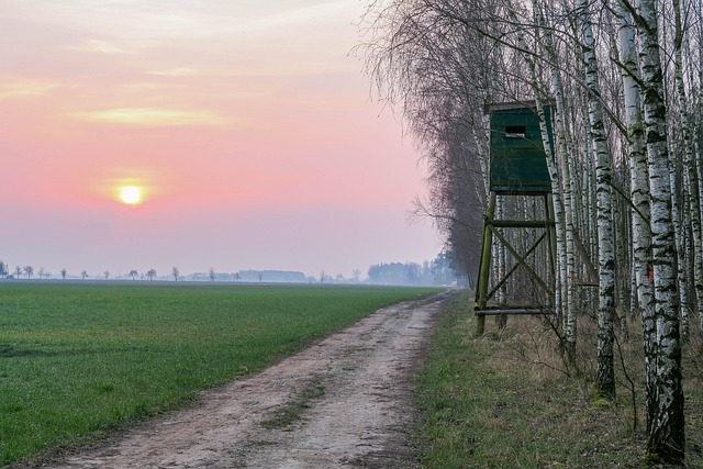 Free Forest Sunrise photo and picture