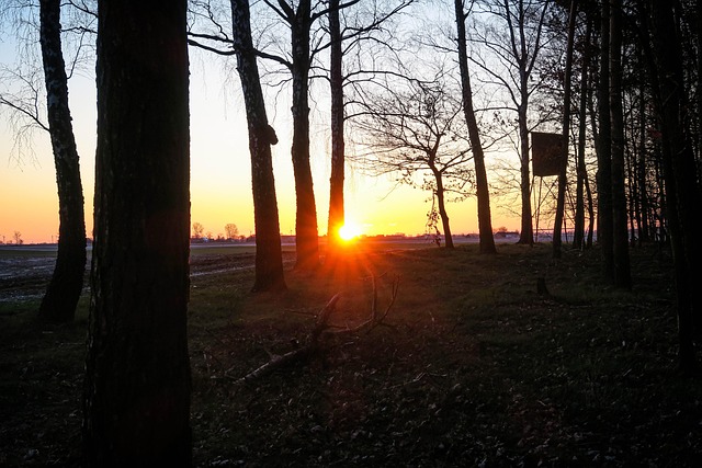 Free Sunrise Trees photo and picture