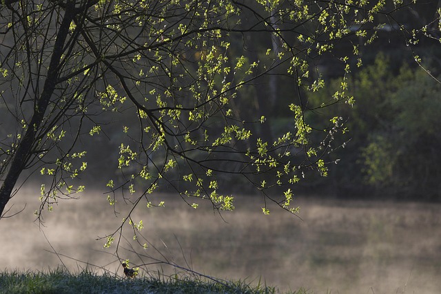 Free River Floodplain Neckar photo and picture