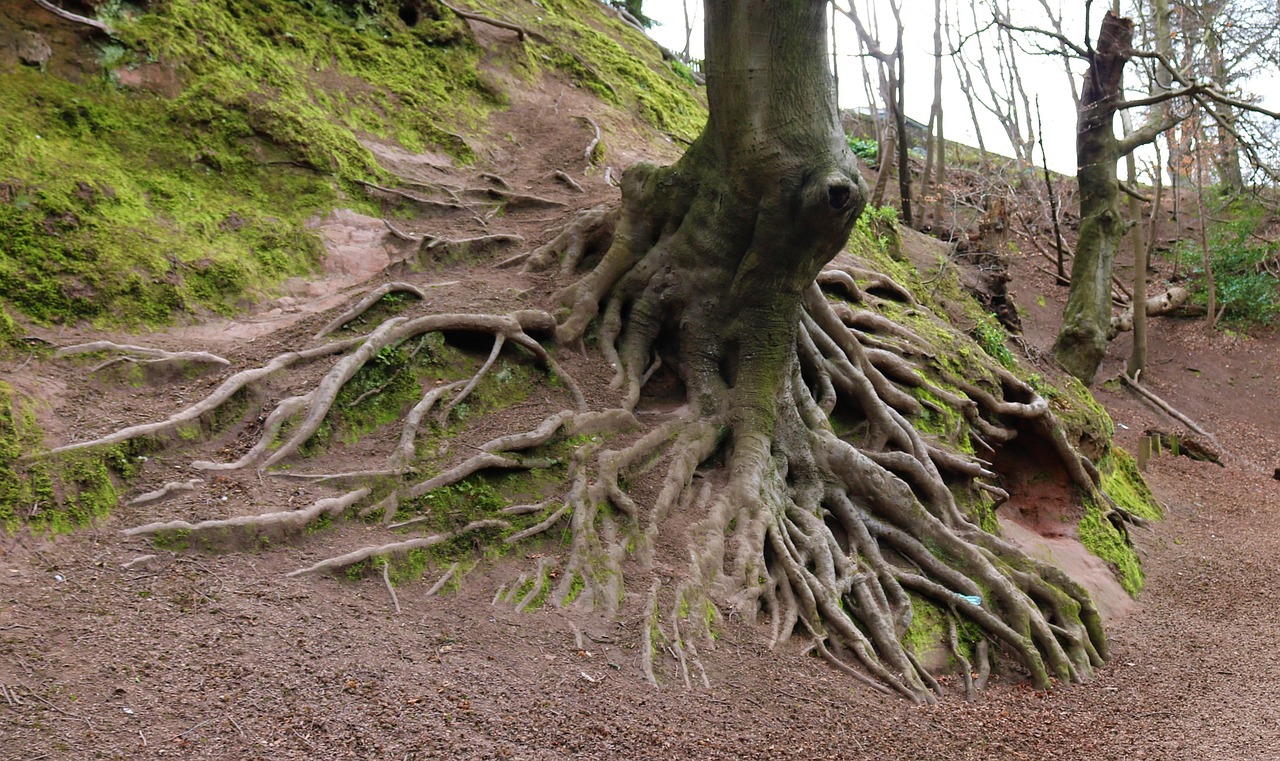 Plus De 200 000 Images De Arbre Racine Et De Racine Pixabay Plus De 200 000 Images De Arbre Racine Et De Racine Pixabay