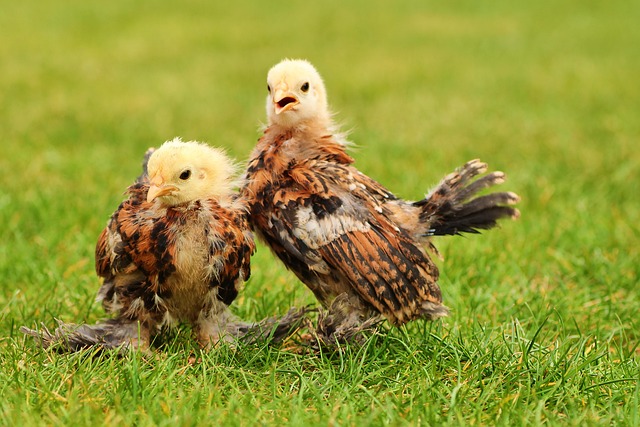 Chick Easter - Free photo on Pixabay