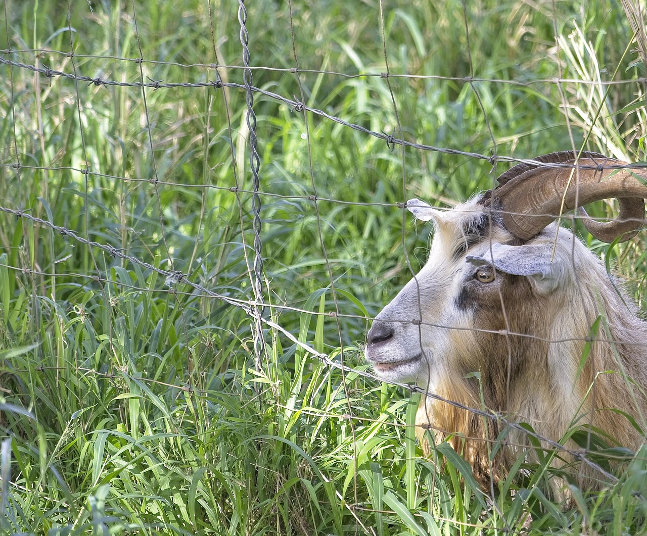 Goat Ram Domestic - Free photo on Pixabay - Pixabay