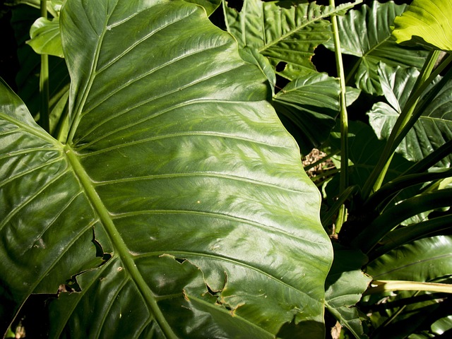Free Green Large photo and picture