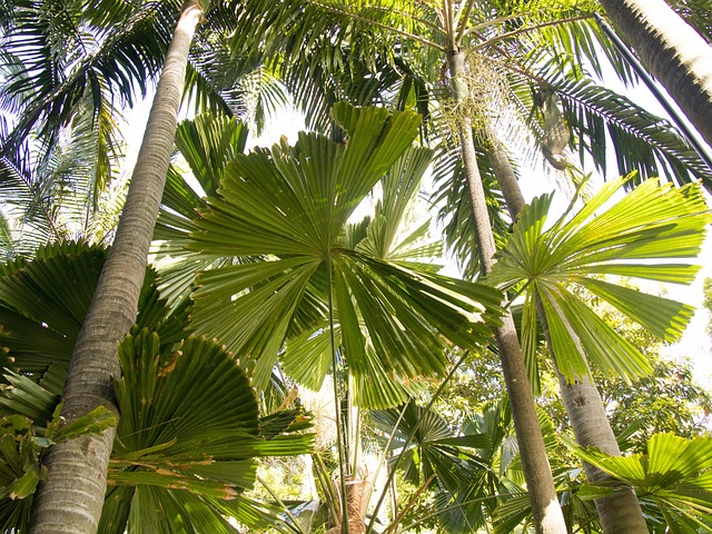 Free Tropical Rainforest photo and picture