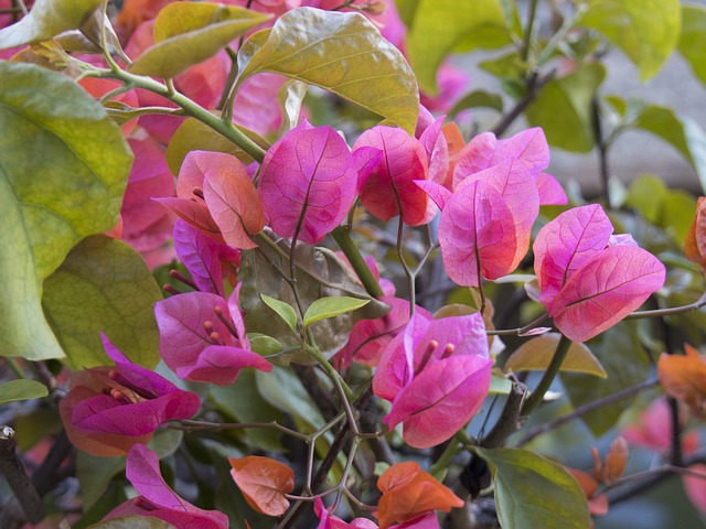 Free Flowers Pink photo and picture