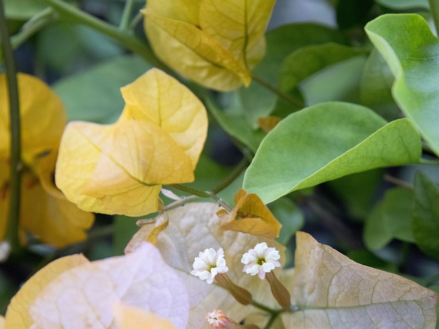 Free Yellow Gentle photo and picture