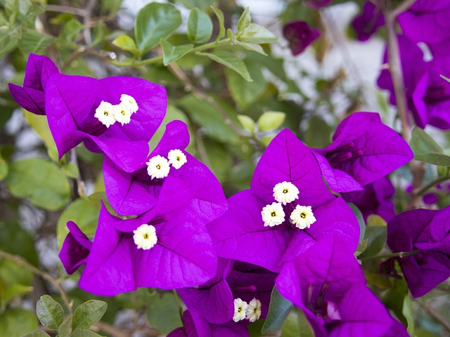 Free Purple Spring photo and picture