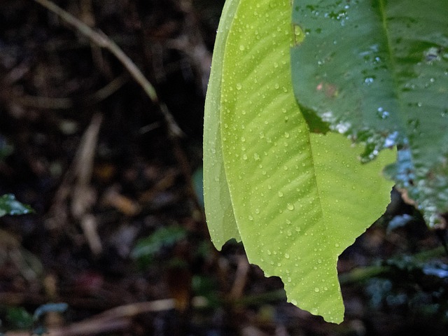 Free Green Single photo and picture