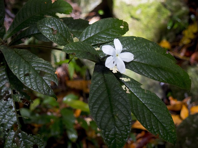 Free White Fragile photo and picture