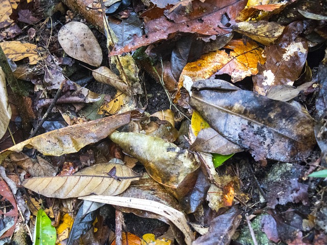 Free Leaves Australia photo and picture